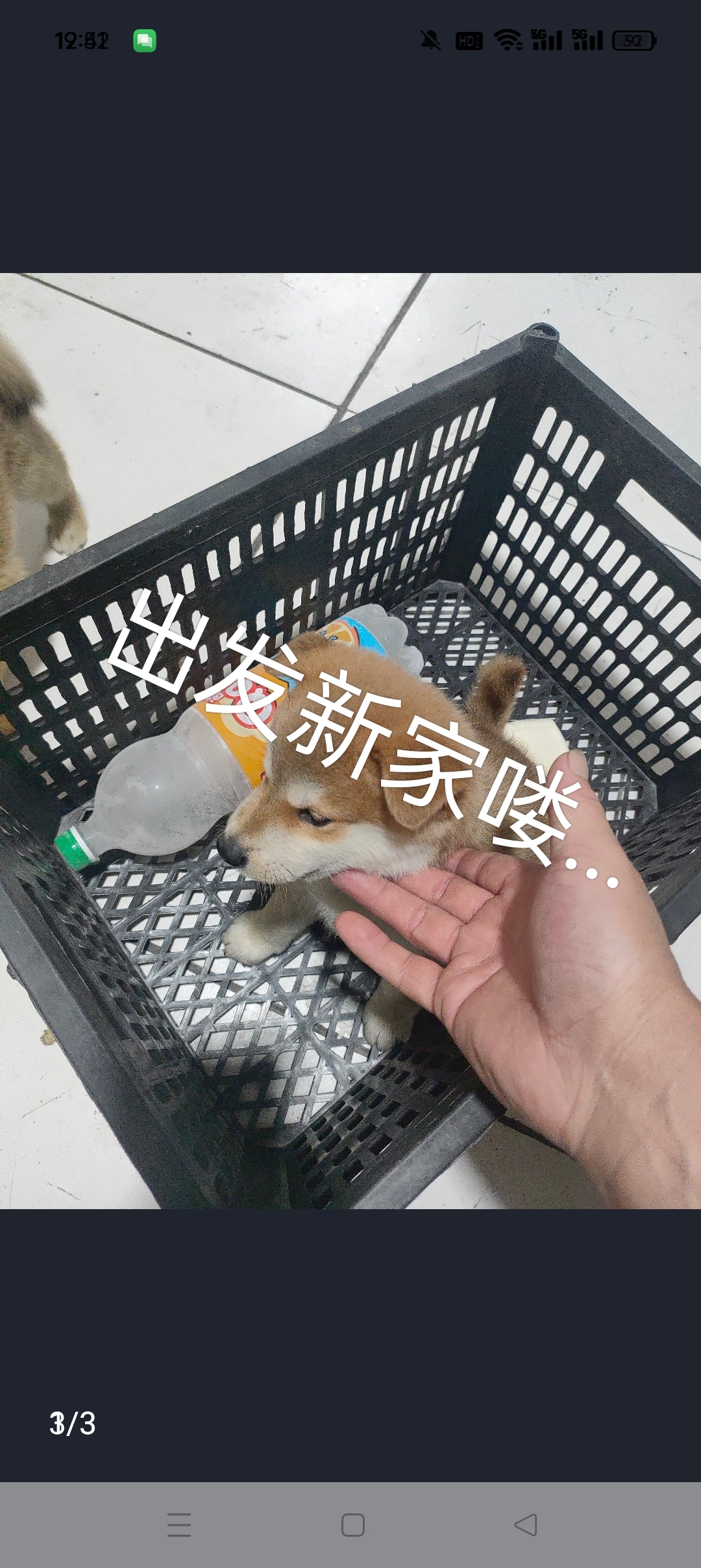 柴犬宝宝出售了...
小公柴犬宝宝...
